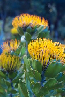 Kirstenbosch Garden / Cape Town